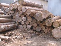 Raw Wood
